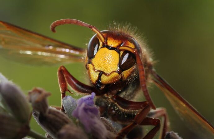 Dlaczego do eliminacji insektów warto wynająć wyspecjalizowaną firmę